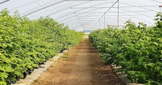 Ягодные туннели для клубники в Балахне - НавесыБлх, монтаж и продажа от 1023 руб.